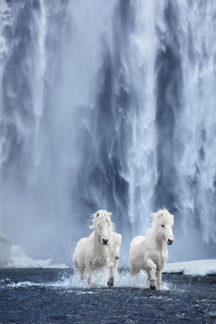 animal-photography-icelandic-horses-in-the-realm-of-legends-drew-doggett-32-5b5afc0cc0d0f__880