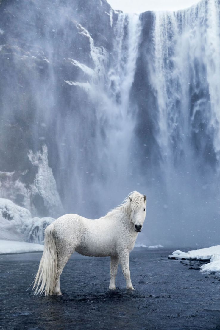 animal-photography-icelandic-horses-in-the-realm-of-legends-drew-doggett-34-5b5afc12d0c8f__880