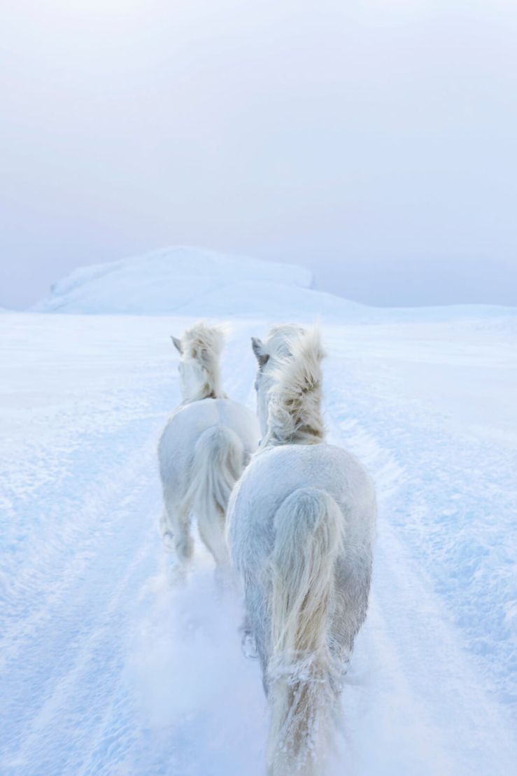 animal-photography-icelandic-horses-in-the-realm-of-legends-drew-doggett-36-5b5afc178ef4d__880
