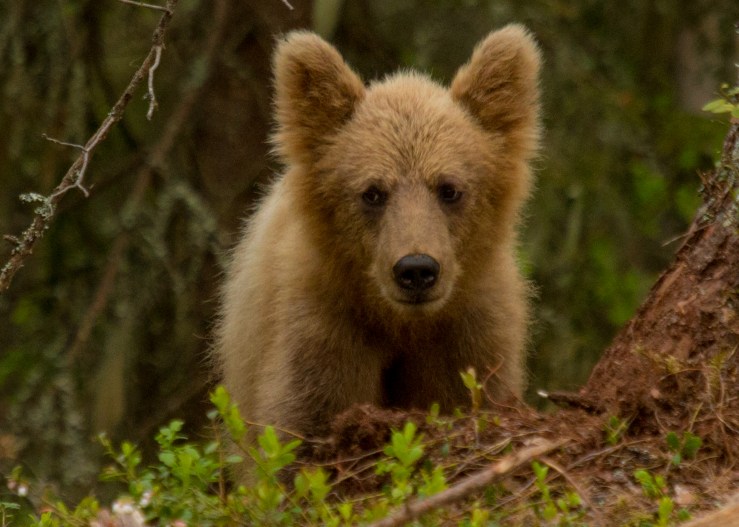 Jan_Nordstrom_Bear_cub_4