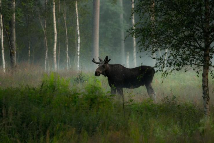 Photo_Jan_Nordstrom_Moose_3_lg