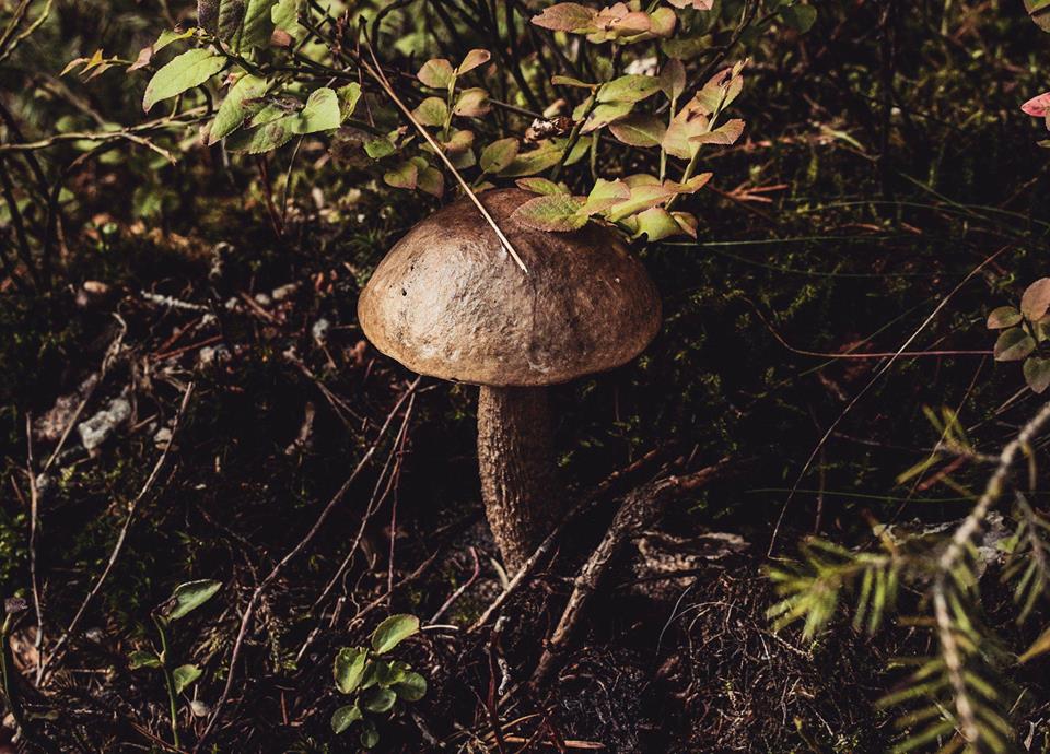 40483445_203029477090890_2992704521471262720_n