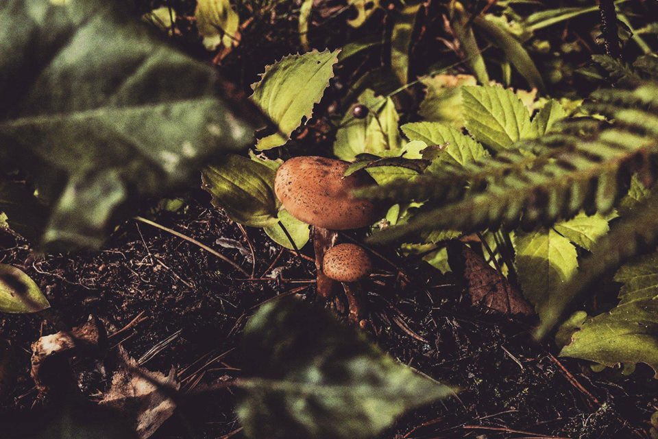 40520695_235150360503727_6549211560256995328_n