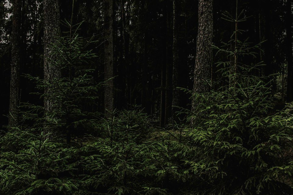 40575743_441819572978766_4902642930012913664_n